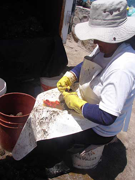 s_cleaning_fish
