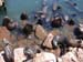 b_seals_pelicans