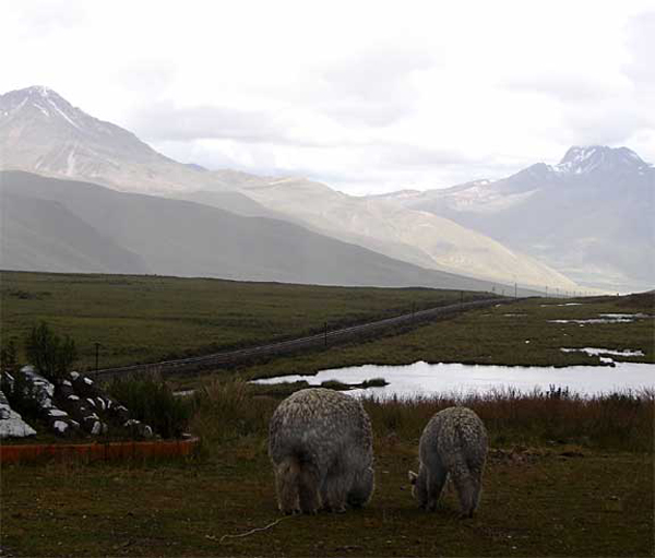a_pastoral