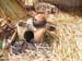 g_cooking_stove_reeds