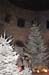 f_white_trees