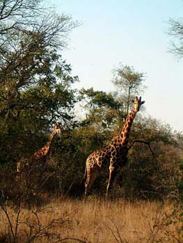 giraffes