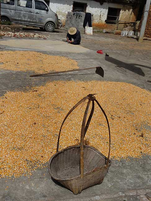 q_corn-grains-drying