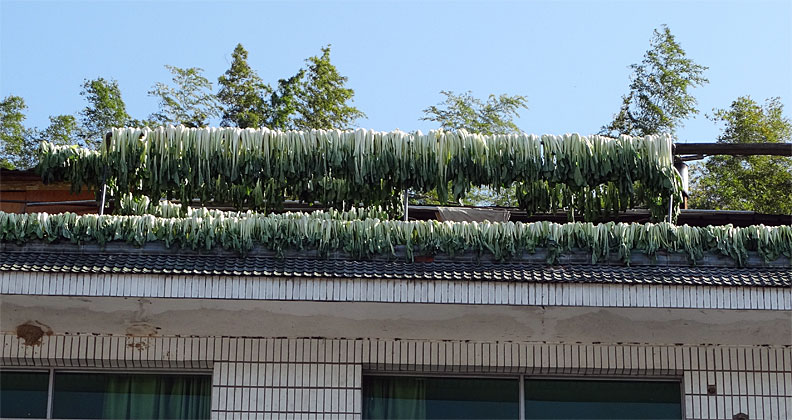 s_cabbages-drying-rooftop
