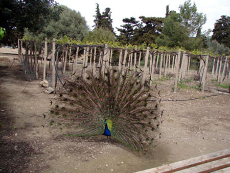 m_peacock