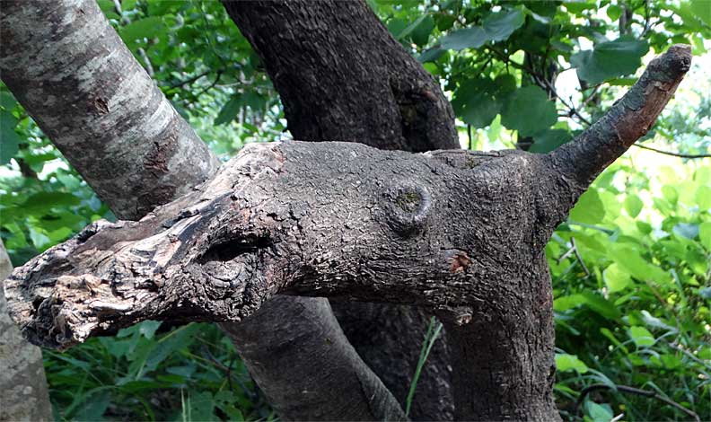 root head