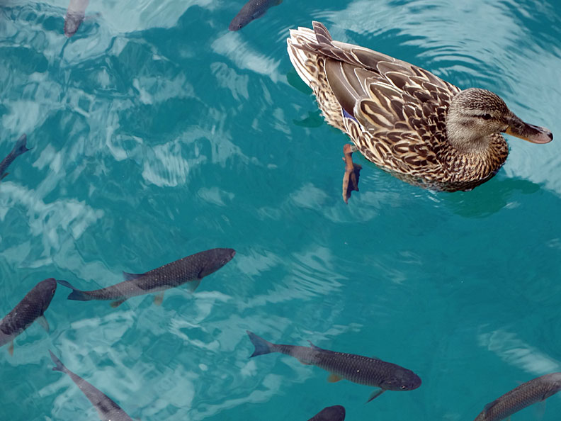 duck & fish