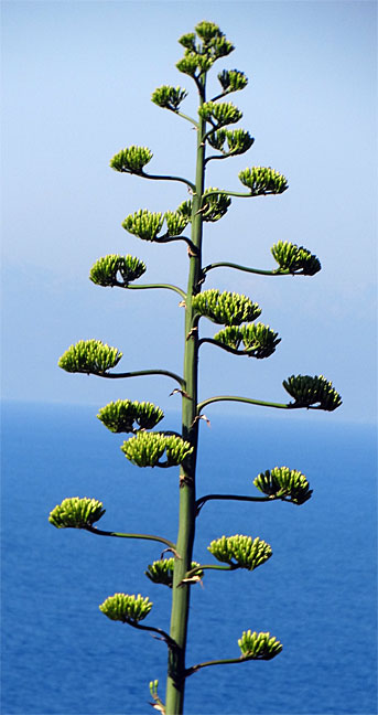 weird plant