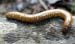 millipede