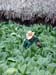 tobacco_farmer