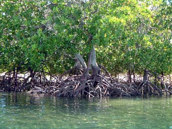 mangrove_roots