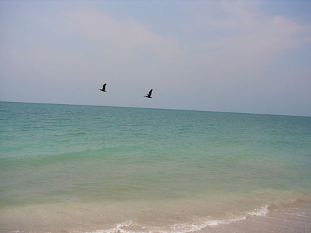 e_pelicans_beach