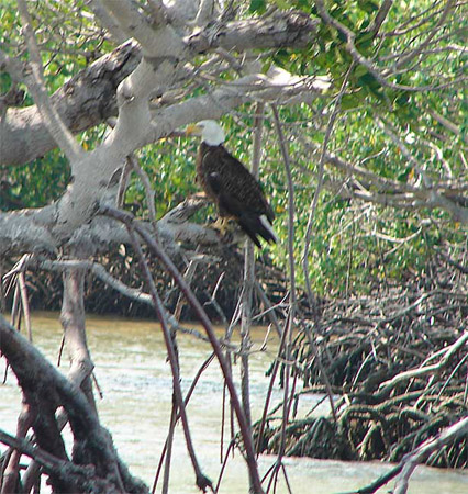 g_everglades_eagle