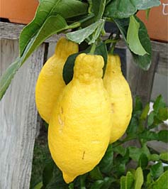 Menton lemons