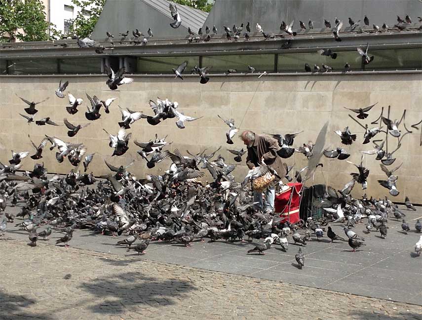 c_pigeon_man