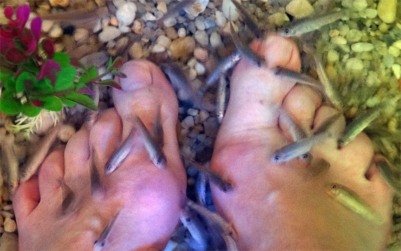 n_fish_pedicure